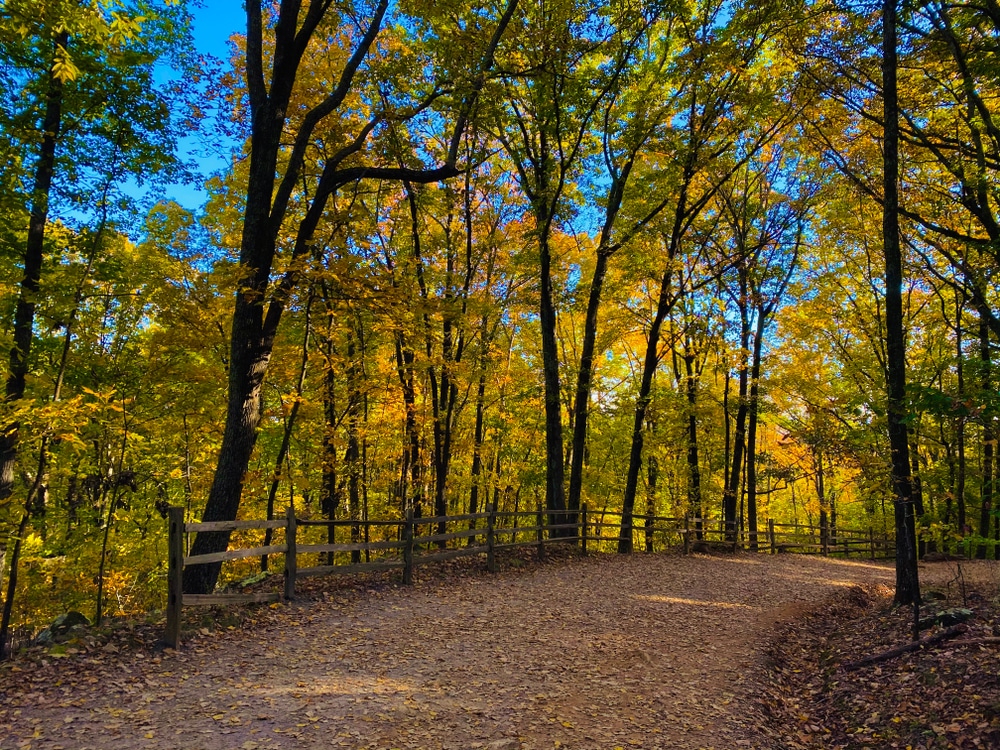 A forest trail covered in leaves.