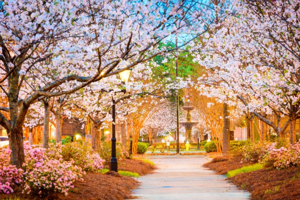 International Cherry Blossom Festival Returns To Magically Transform Macon This Spring
