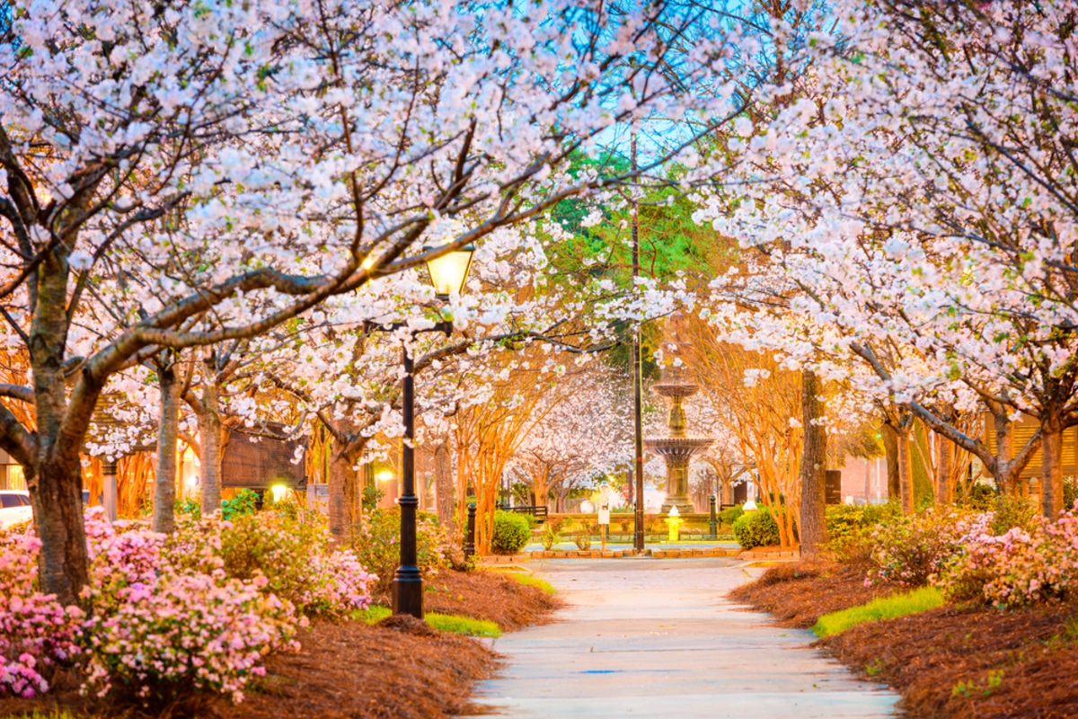This Magical Cherry Blossom Festival Will Soon Return To Macon