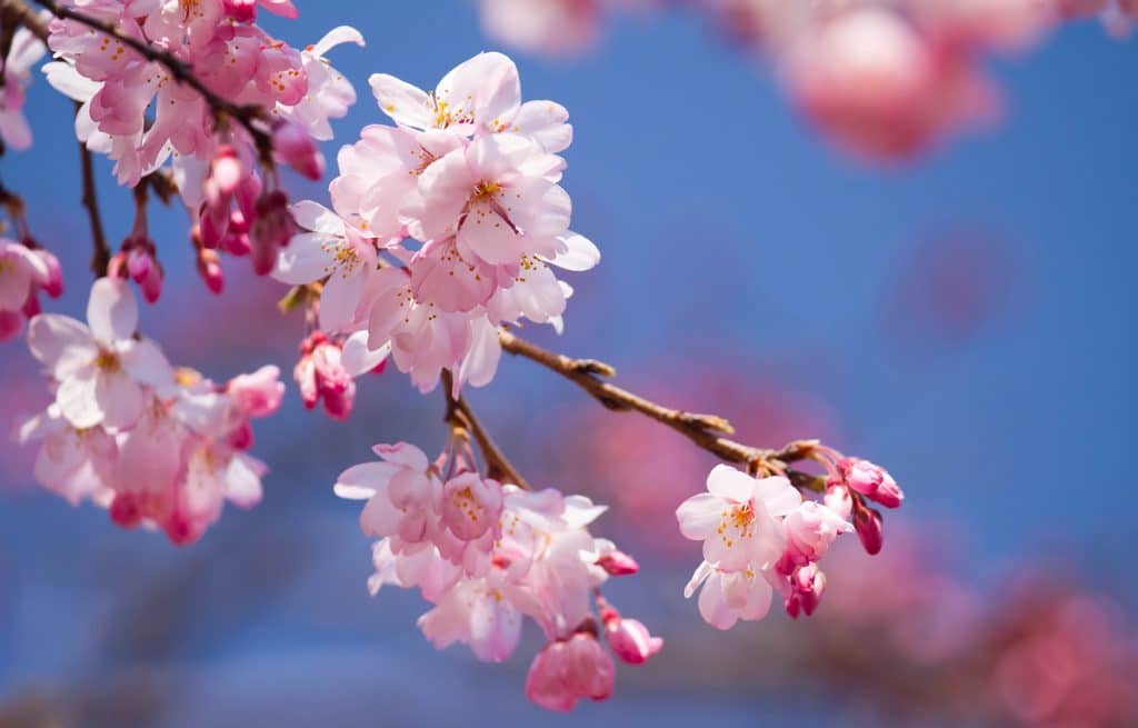 5 Best Spots In Georgia To Catch Cherry Blossoms In Full Bloom
