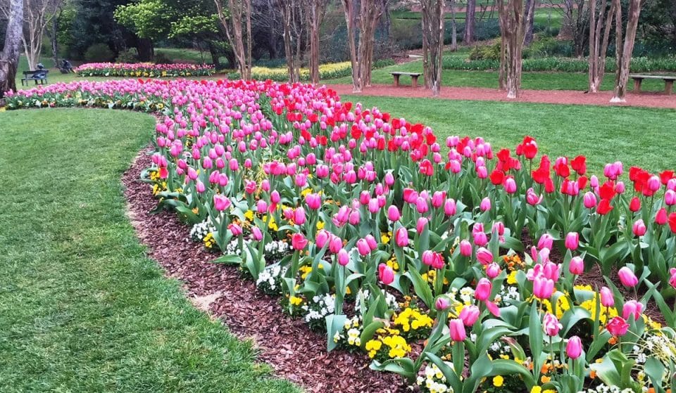 Thousands Of Tulips Take Over Gibbs Gardens With Spring Festival In Full Bloom