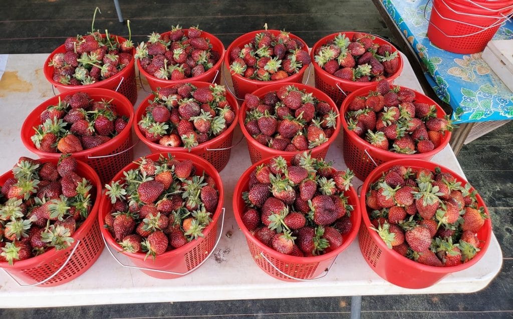 A dozen red buckets full of strawverries from Whitley Farm