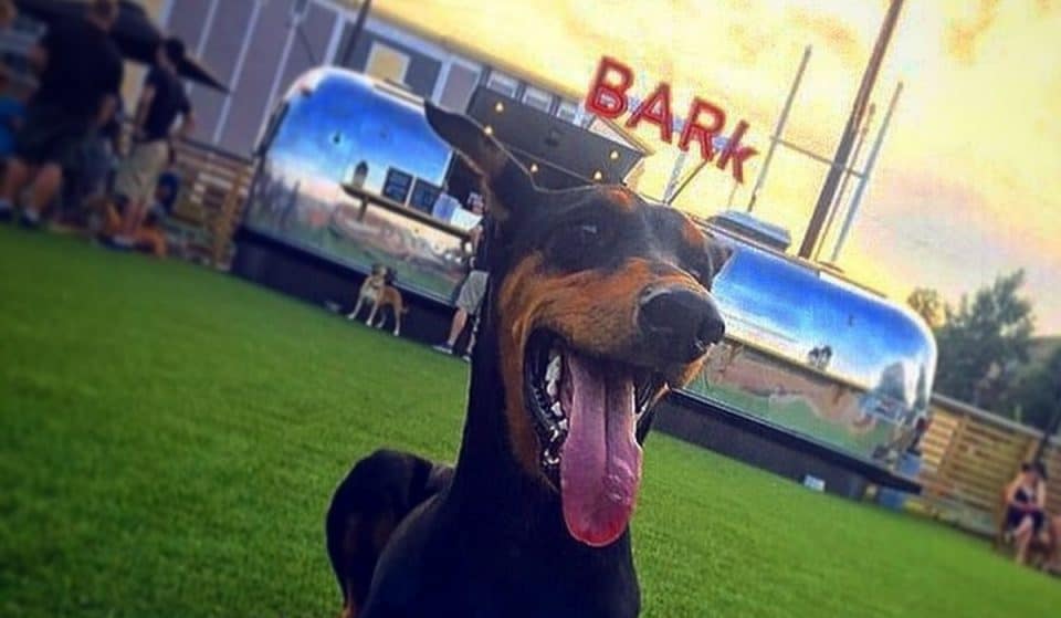 Fetch Dog Park And Bar Takes Over Atlanta With Insane Expansion Project