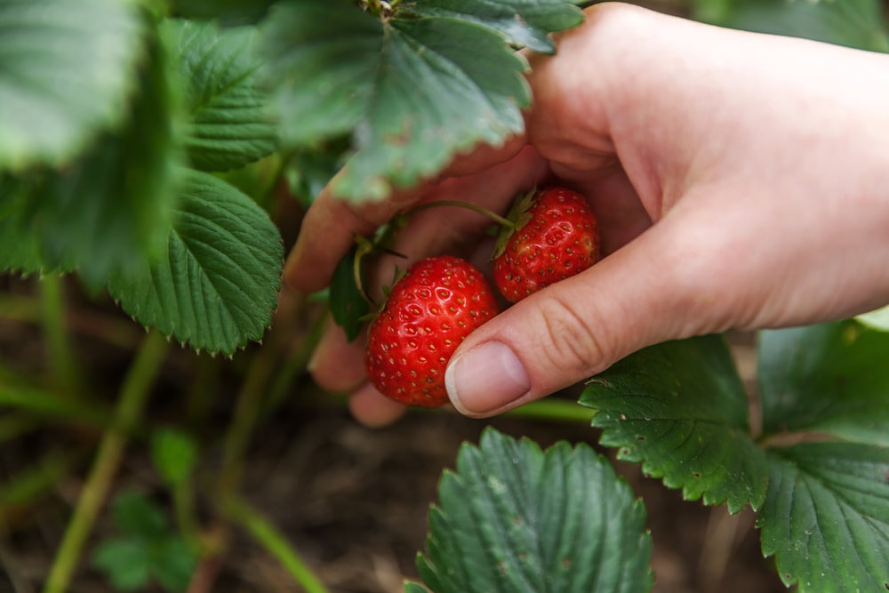 A close up of a hand picking a couple of strawberries