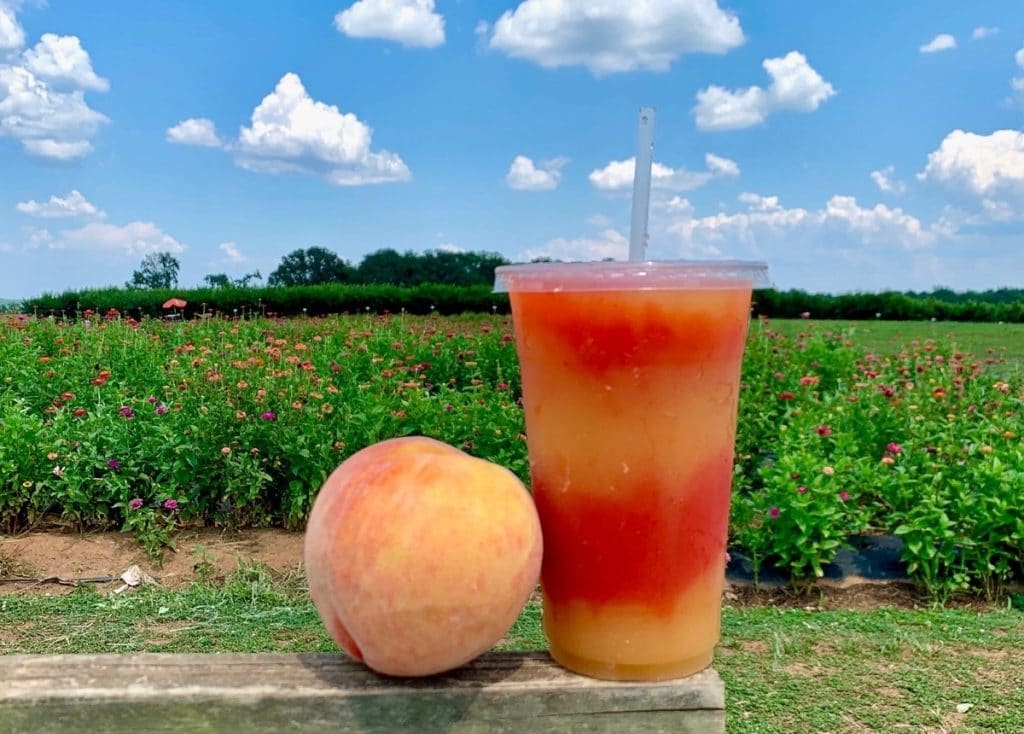 Peach picking season at Southern Belle Farm