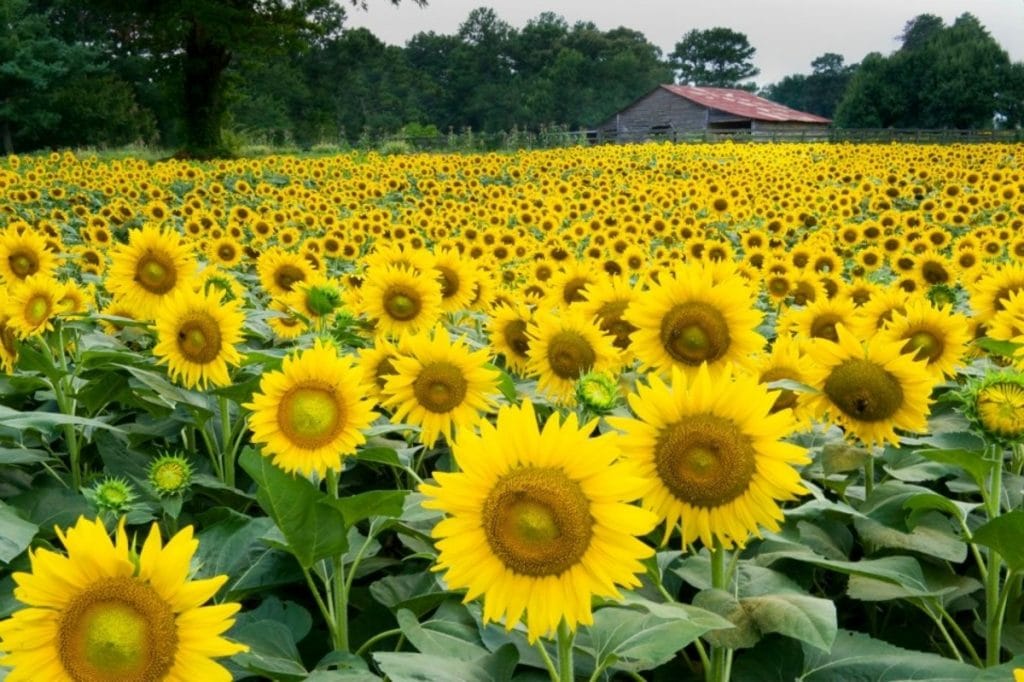 Sunflower Season Is Just Around The Corner, And This ATL Field Is Blooming Marvelous