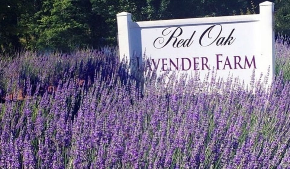 Explore These Gorgeous Fields Of Lavender At Red Oak Farm This Summer
