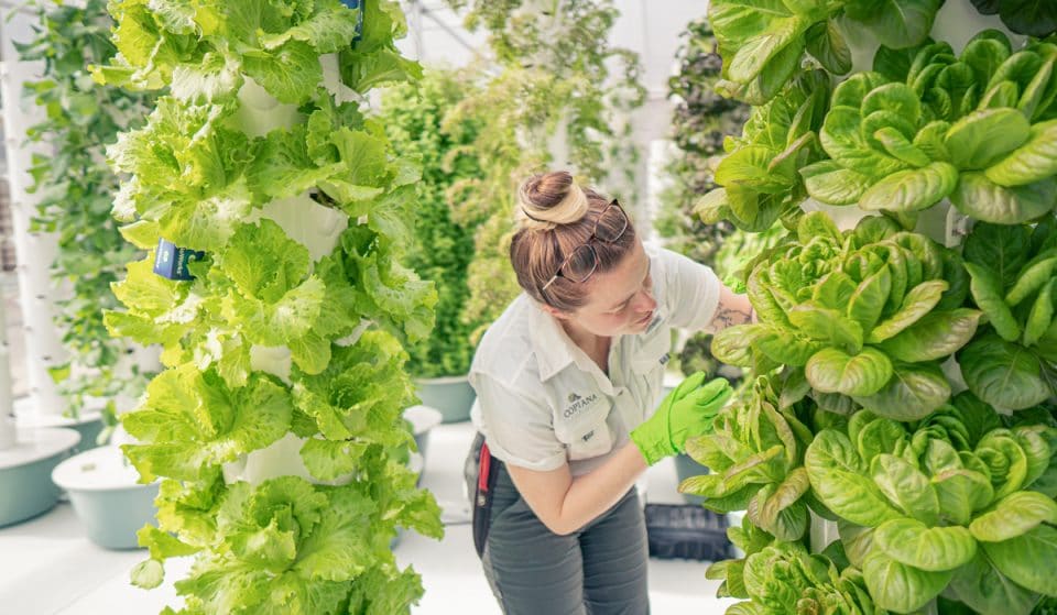 Ponce City Market Introduces Urban Farming Concept For Fresh Produce
