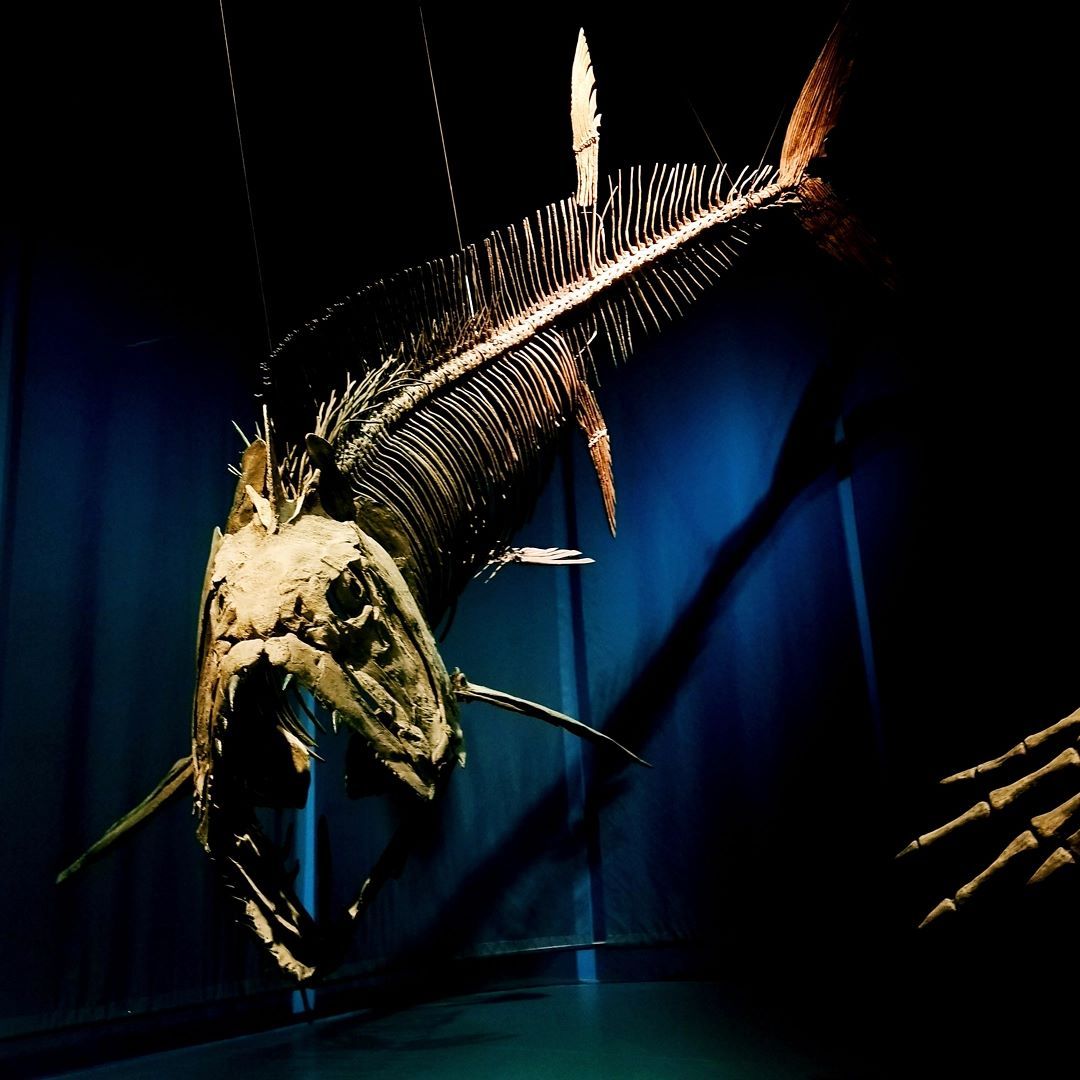A picture of the skeleton of an extinct fish at Tellus Science Museum