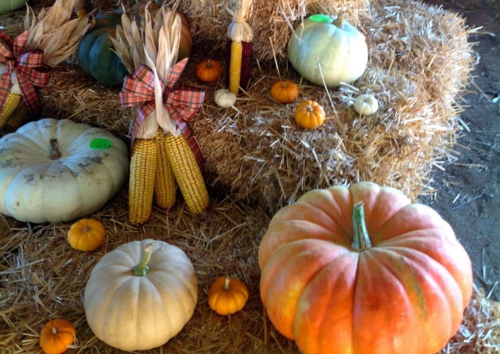 Awesome Pumpkin Patch & Corn Maze To Take Over Mitcham Farm This Fall