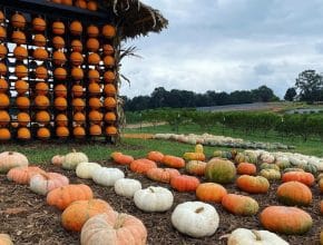 10 Places To Go Pumpkin Picking In And Around Atlanta This Fall