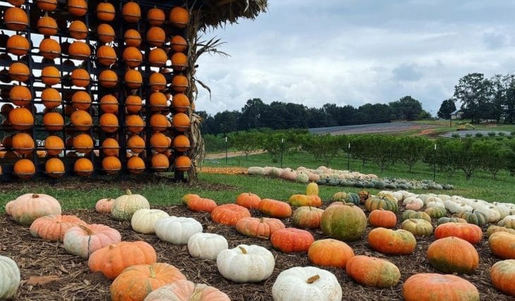 10 Places To Go Pumpkin Picking In And Around Atlanta This Fall