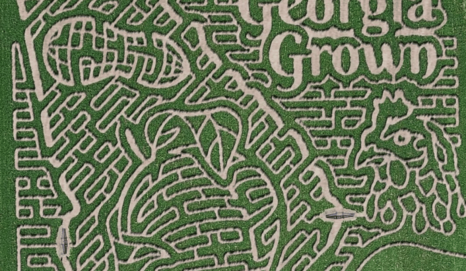 Get Completely Lost At This Incredible 15-Acre Corn Maze In Dawsonville