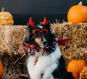 Dog dressed in devil costume at Ponce City Market's pumpkin patch