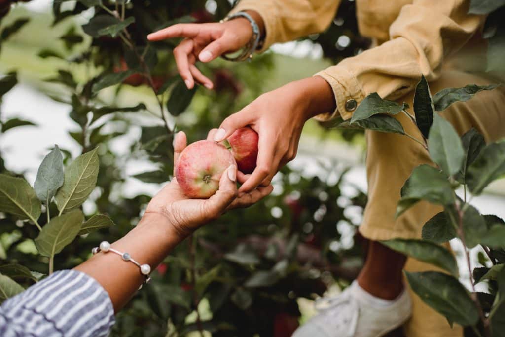 Photo of two hands holding apples in an orchard