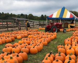 Pumpkin Patch at Uncle Shuck's