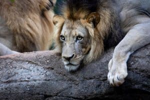 Lion at Zoo Atlanta