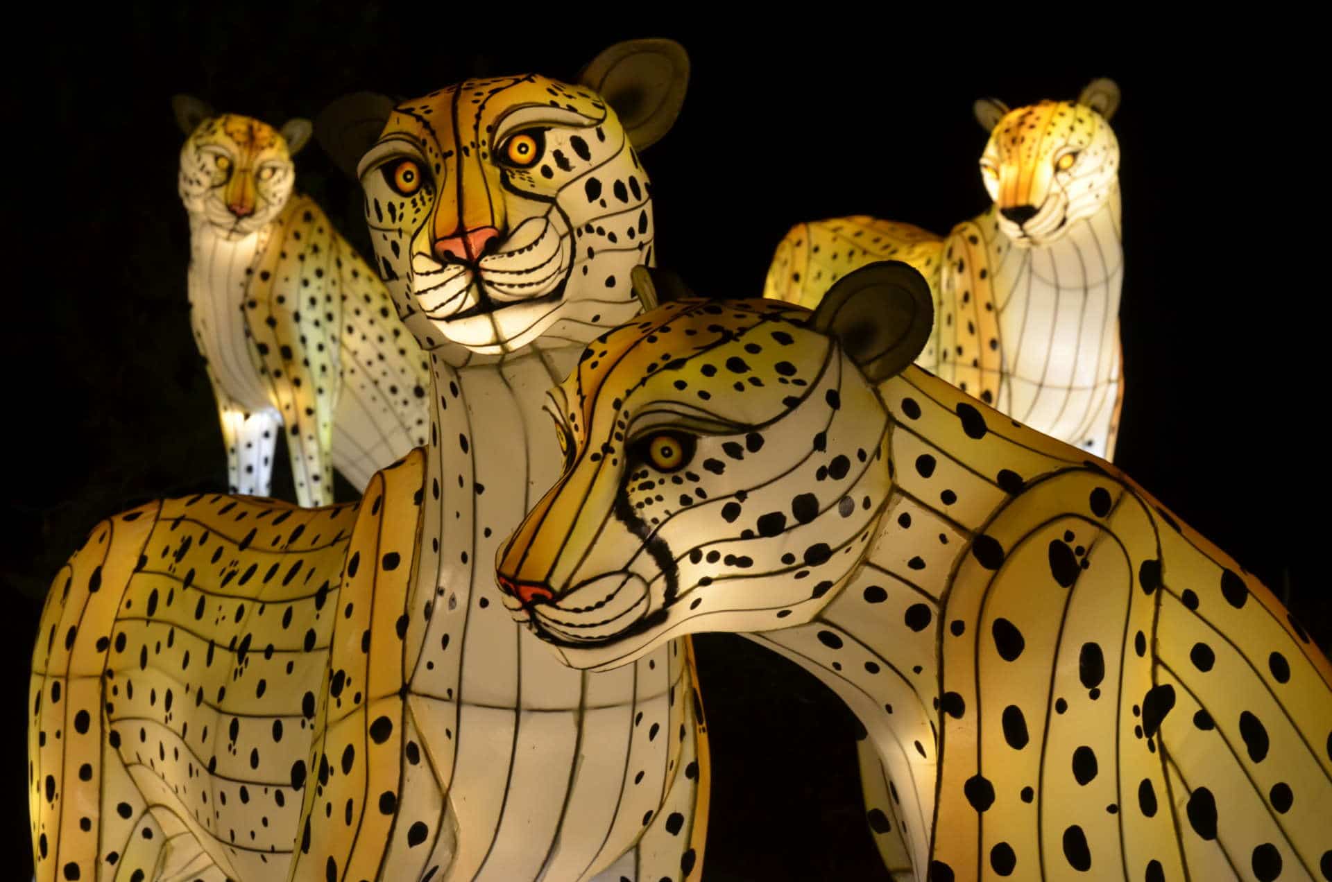 IllumiNights Cheetah 1 