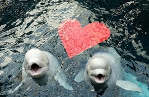 Beluga whales posing with a heart at Georgia Aquarium for Valentine's