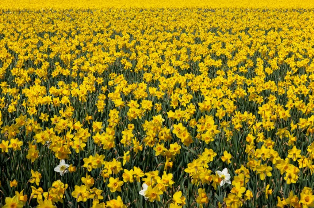 Thousands Of Daffodils Have Bloomed In Freedom Park Honoring John Lewis