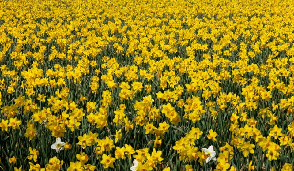 Thousands Of Daffodils Have Bloomed In Freedom Park Honoring John Lewis