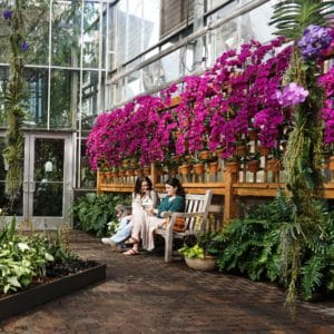 Annual orchid exhibit at the Atlanta Botanical Garden