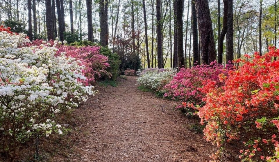 Explore Blooming Gorgeous Grounds At Callaway Gardens’ Spring Flower Fest