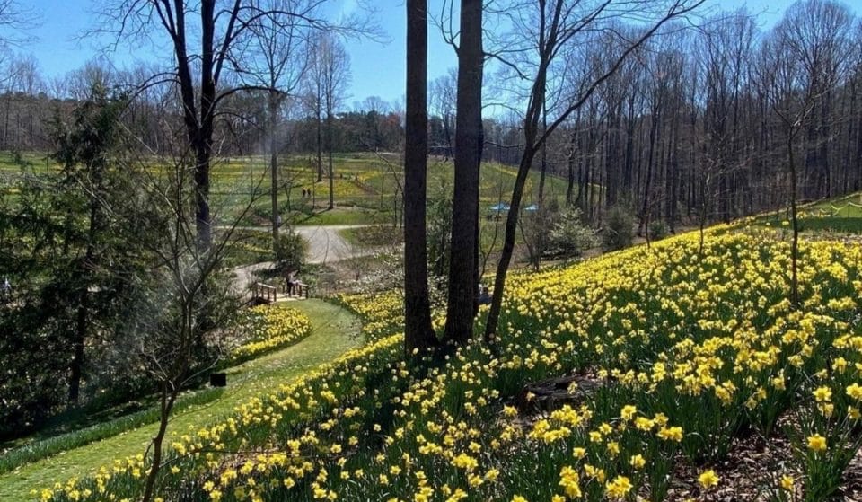 You Can Now Check Out The Largest Daffodil Display In The U.S. At Gibbs Gardens