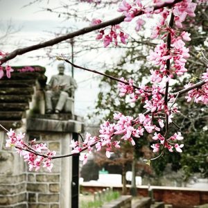 Sprintime blooms at Oakland Cemetery