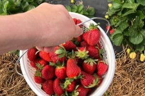 Strawberry picking in Georgia