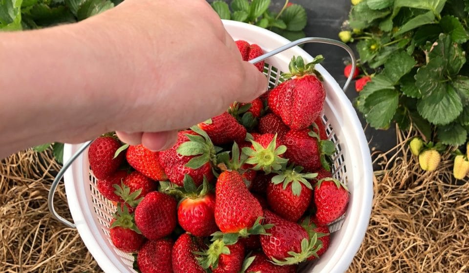 Strawberry Picking Season Is About To Start On This Enchanting Farm Near Atlanta