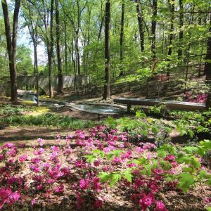 Springtime blooms in the Atlanta Botanical Garden