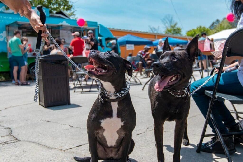 Party For The Paws dog day out in Atlanta