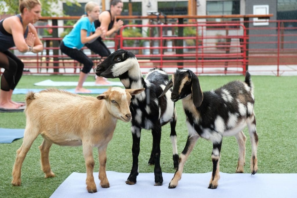 Goat yoga in Atlanta