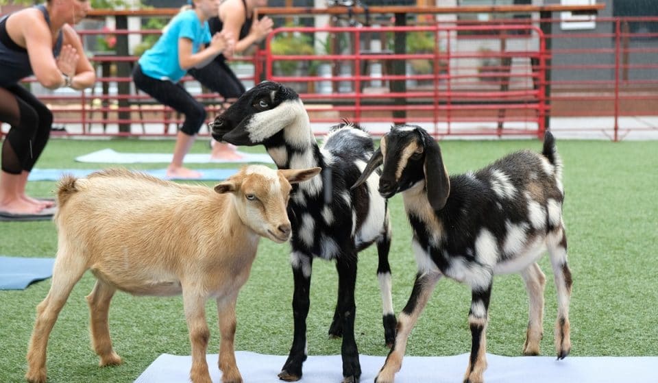 Enjoy These Wild Yoga Classes With Goats, Monkeys, Kangaroos, And More!