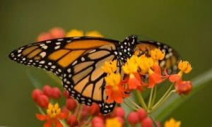 Butterfly Festival at the Chattahoochee Nature Center in Roswell, Atlanta