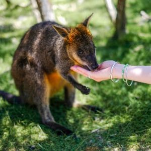 Goat Yoga and Mindfullness with exotic animals in Atlanta