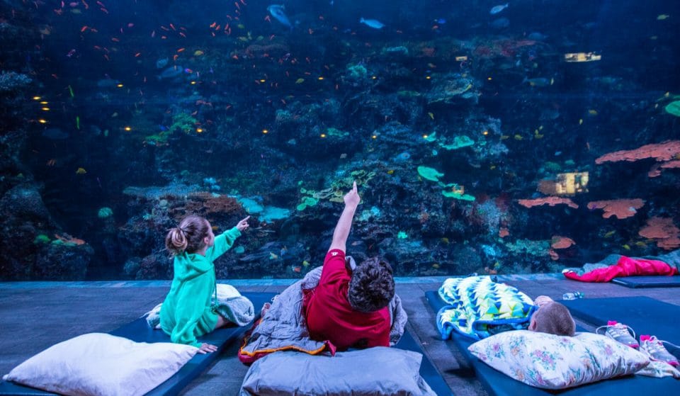 Sleep Under The Sea At Georgia Aquarium’s Sensational Sleepover Experience