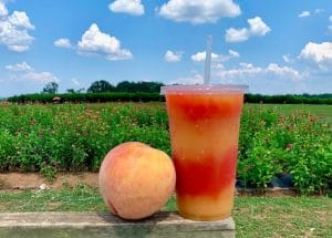 Peach picking on Southern Belle Farm