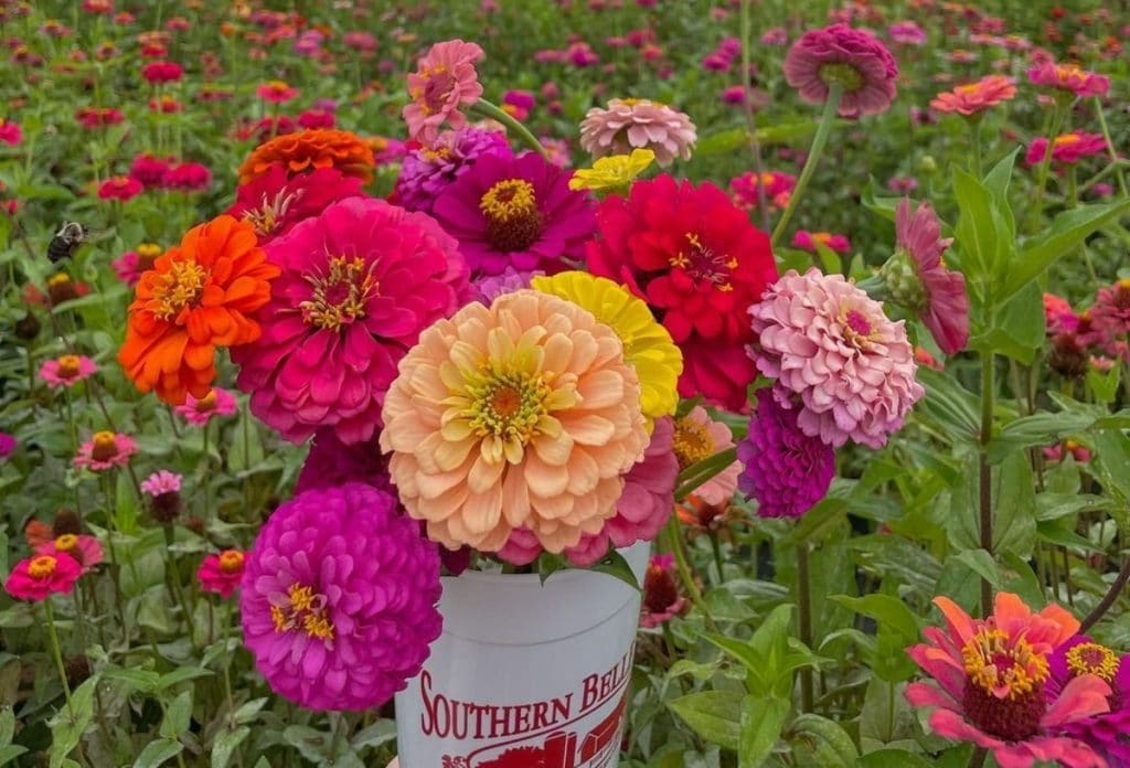 Southern Belle Farm u-pick experiences includes an enchanting flower patch