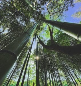 Bamboo forest on the Chattahoochee River in Sandy Springs, Atlanta