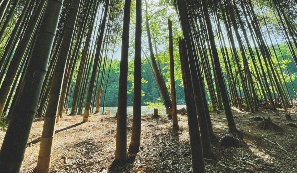 Get Spellbound At This Hidden Bamboo Forest On The Chattahoochee