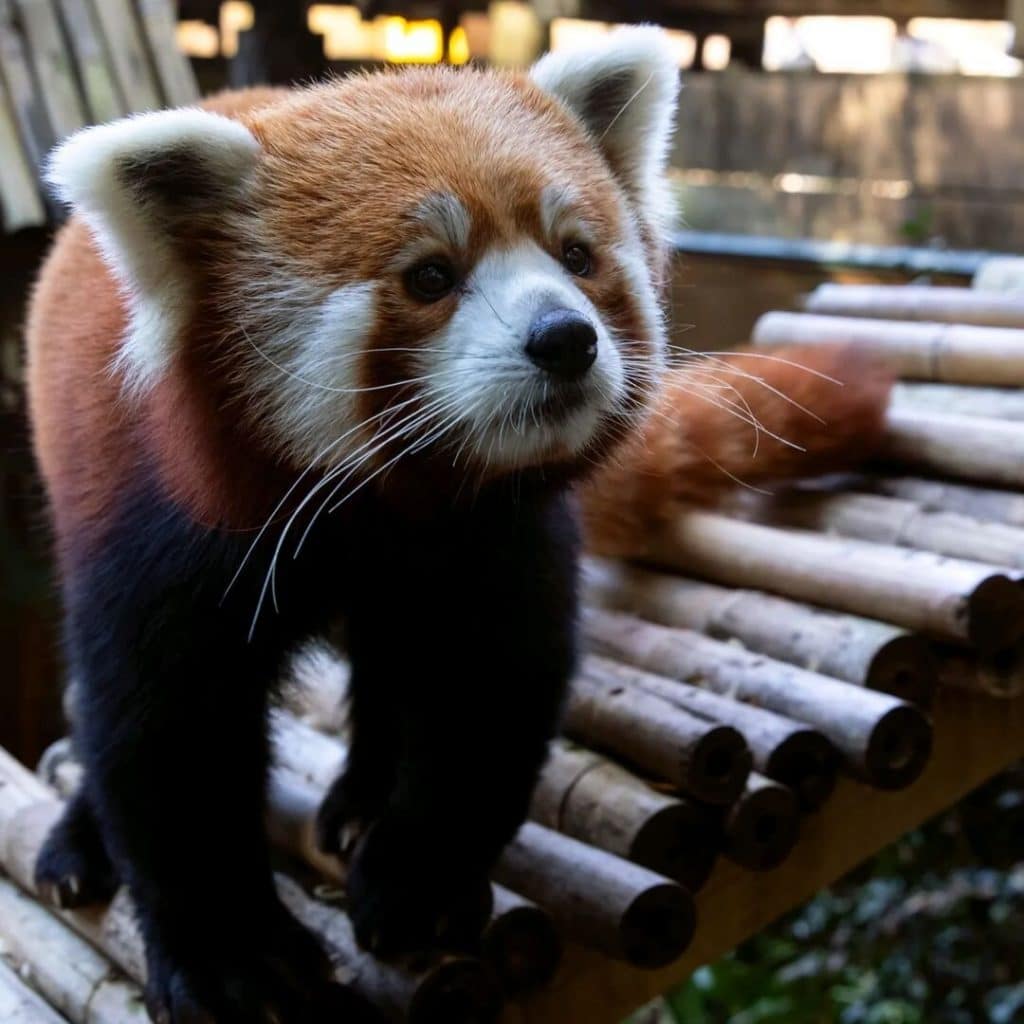 Honor International Red Panda Day At This Special Event Hosted By Zoo