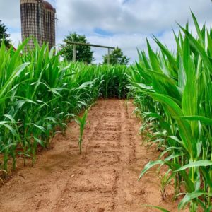 Corn Maze at Southern Belle Farm