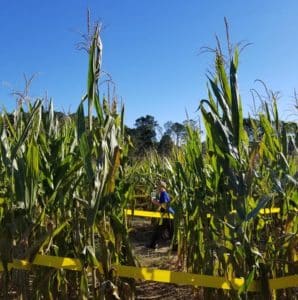 Corn Maze at Mitcham Farm