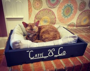 The Catfe, cat cafe in Atlanta