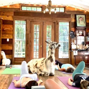Yoga at the Atlanta Alpaca Treehouse