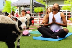 Love Goga, offering goat and animal yoga in Atlanta
