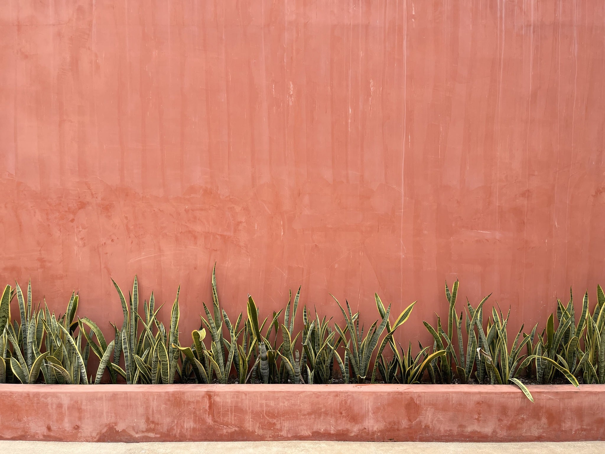 Plants in a stone bed along a terracotta-coloured wall.