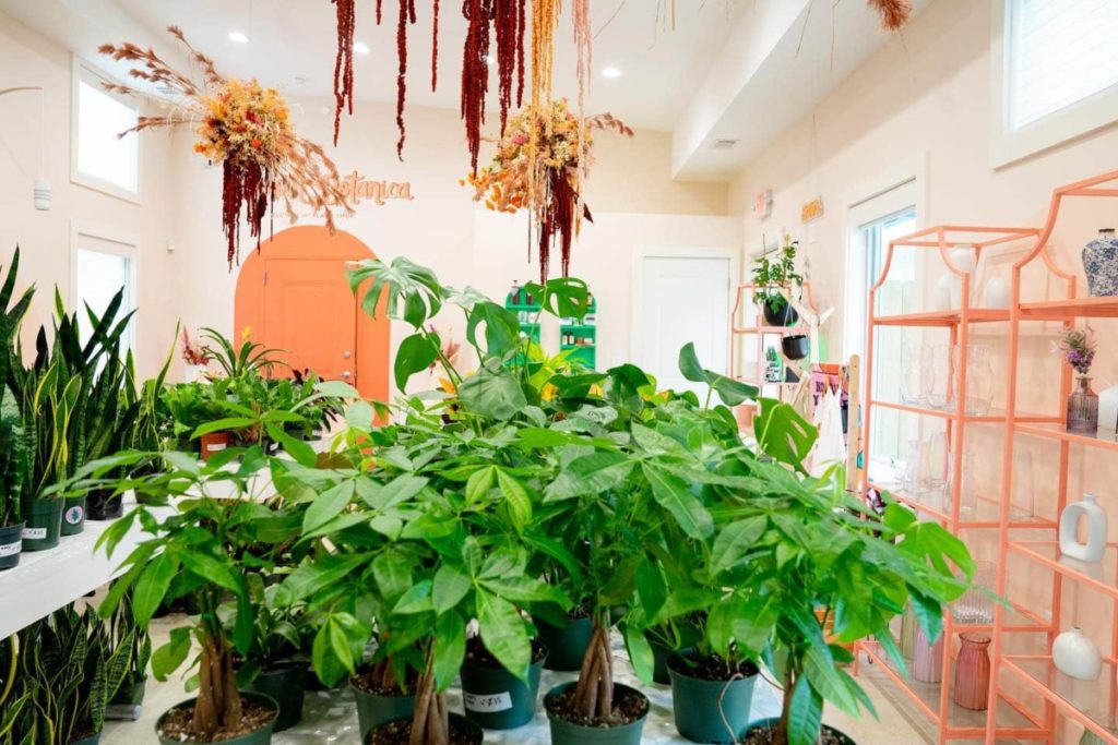 8 Plant Shops In Atlanta To Help Start Or Grow Your Green Collection